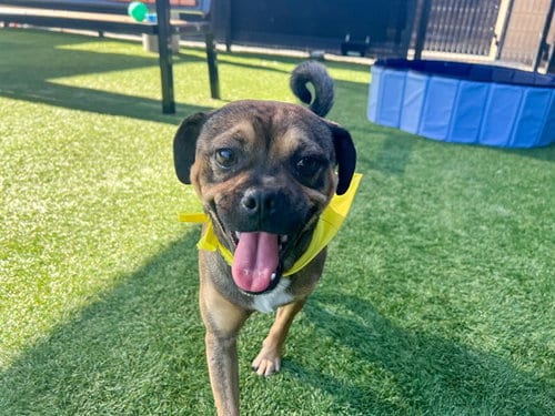 Photo of Tony, adoptable Pug in Orange, California