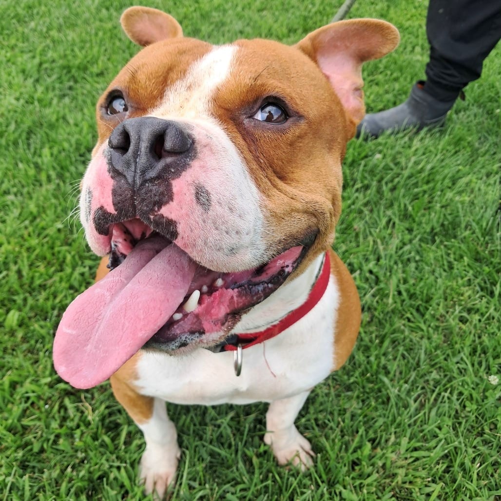 Photo of Hulk, adoptable Bulldog, American in Tipton, Iowa