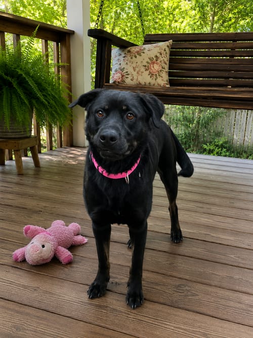 Photo of Female Black lab, black lab, adoptable Black Labrador Retriever in Mt. Laurel, New Jersey