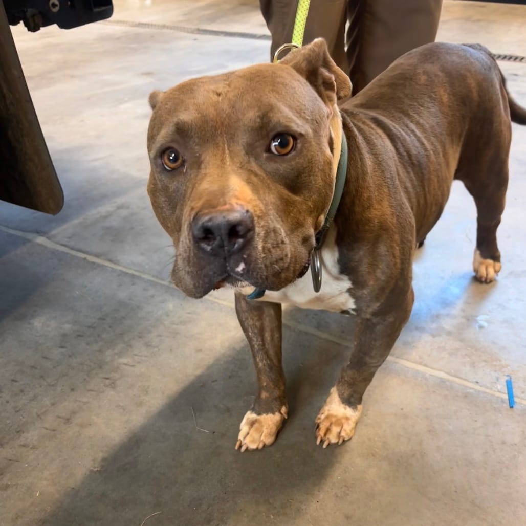 Photo of Cellblock, adoptable Terrier, Pit Bull in Spartanburg, South Carolina