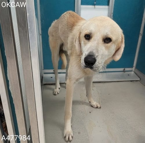 Photo of Romeo, adoptable Anatolian Shepherd in Oklahoma City, Oklahoma