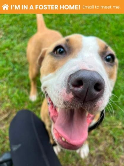 Photo of Clarissa, adoptable dog in Baltimore, Maryland