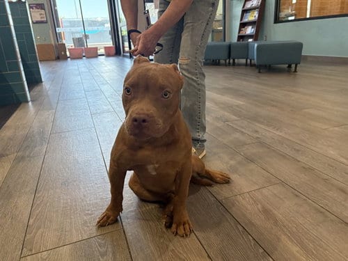 Photo of Rawley, adoptable Pit Bull Terrier in Garland, Texas