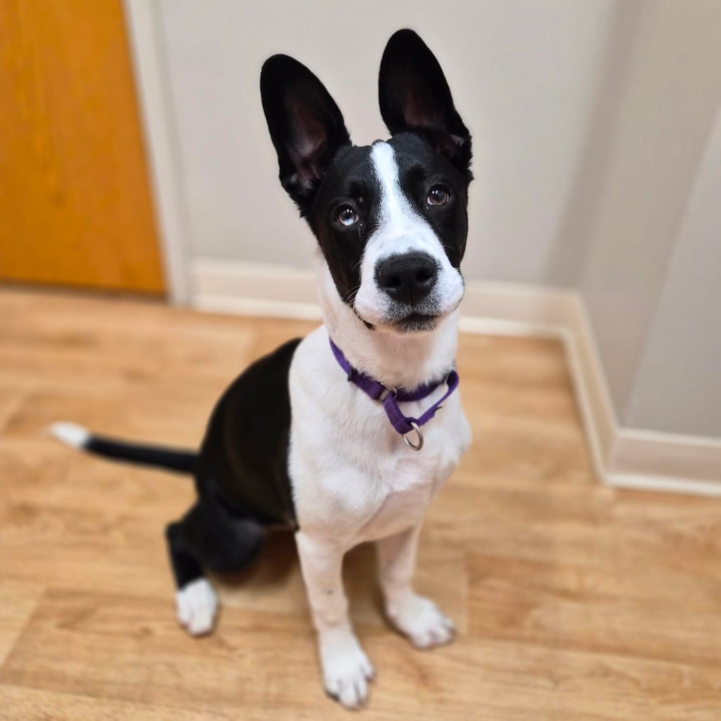 Photo of Pilsner, adoptable Mixed Breed (Medium) in Woodstock, Illinois
