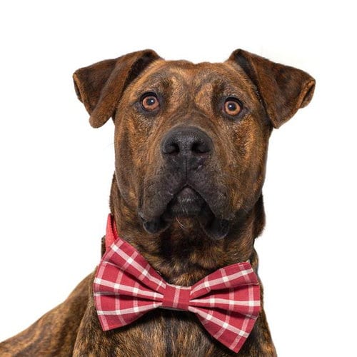 Photo of Sully, adoptable Plott Hound in Santa Maria, California