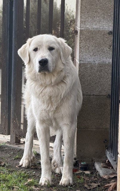 Photo of Aurora, adoptable Great Pyrenees in Riverside, California