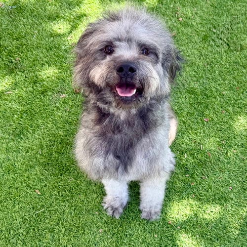 Photo of Jules, adoptable Terrier in Oakland, California