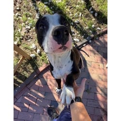 Photo of Dallas, adoptable American Pit Bull Terrier in Washington, North Carolina