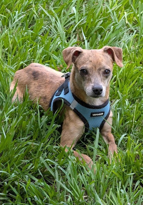 Photo of Moochie - NO MORE APPLICATIONS Please, adoptable Chihuahua in Oakhurst, New Jersey