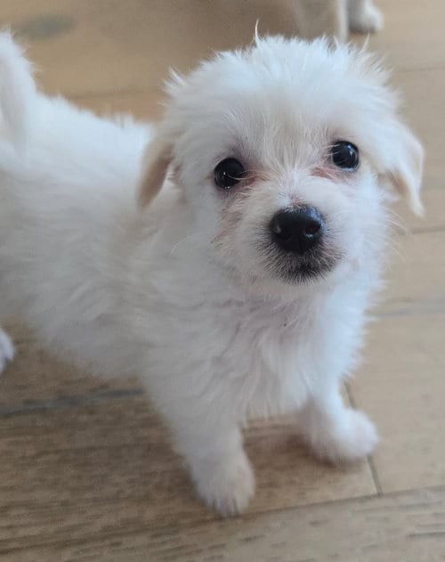Photo of Puff, adoptable Maltese in Sunnyvale, California