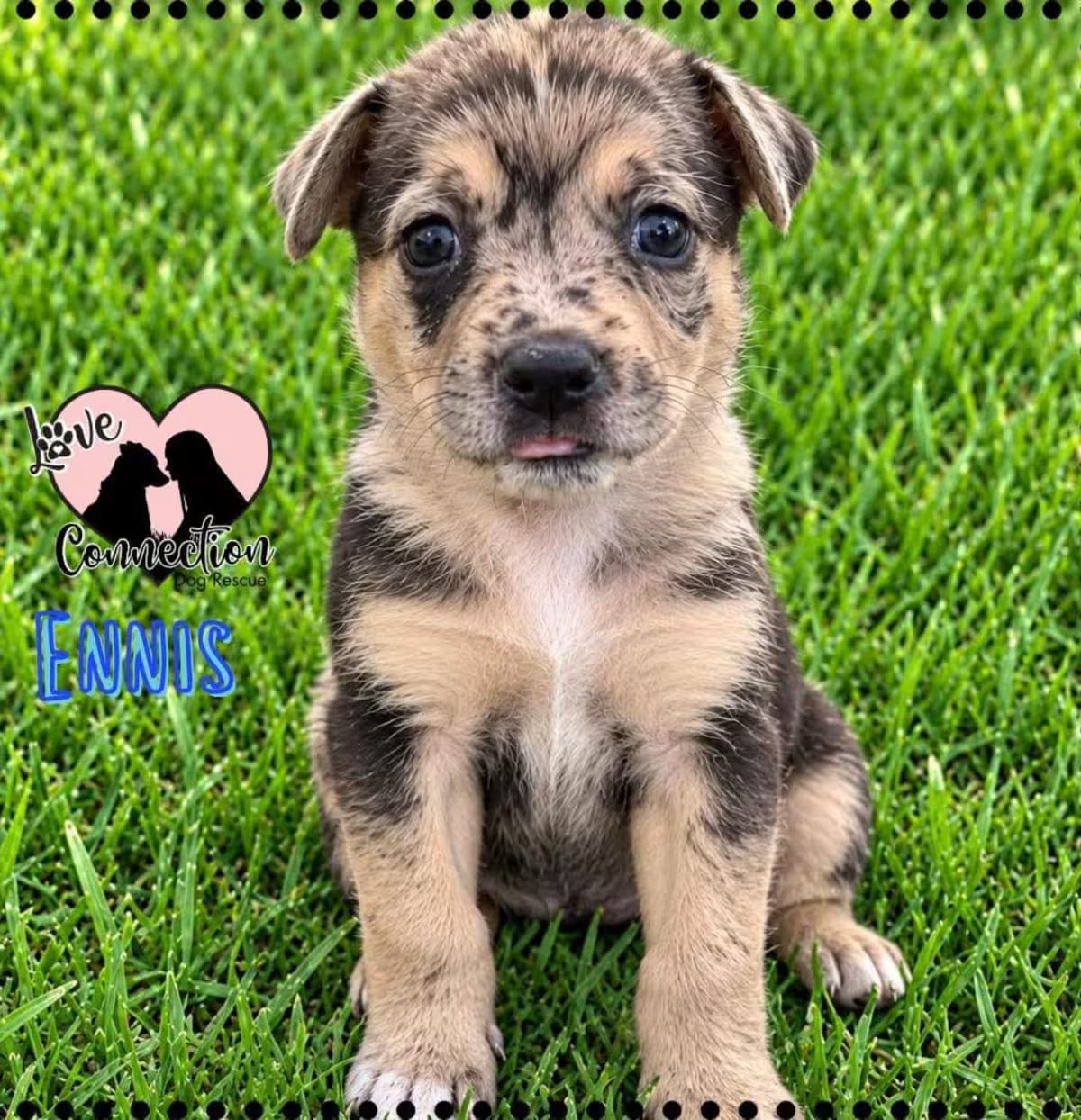Photo of Ennis, adoptable Australian Shepherd/Australian Cattle Dog in Gilbert, Arizona
