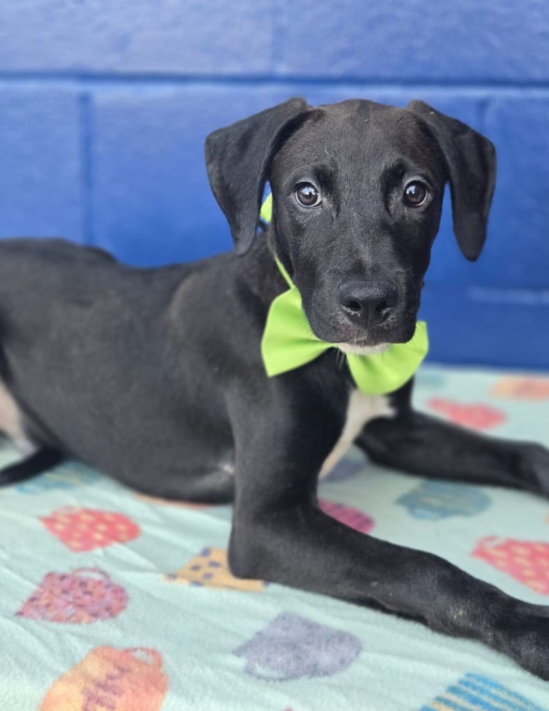 Photo of Nick (Jonas x4), adoptable Labrador Retriever in Hartsville, South Carolina