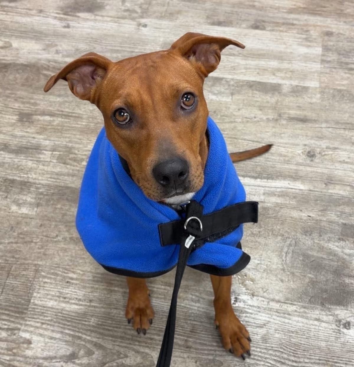 Photo of Amelia, adoptable Hound (Unknown Type) in Hollis, New Hampshire