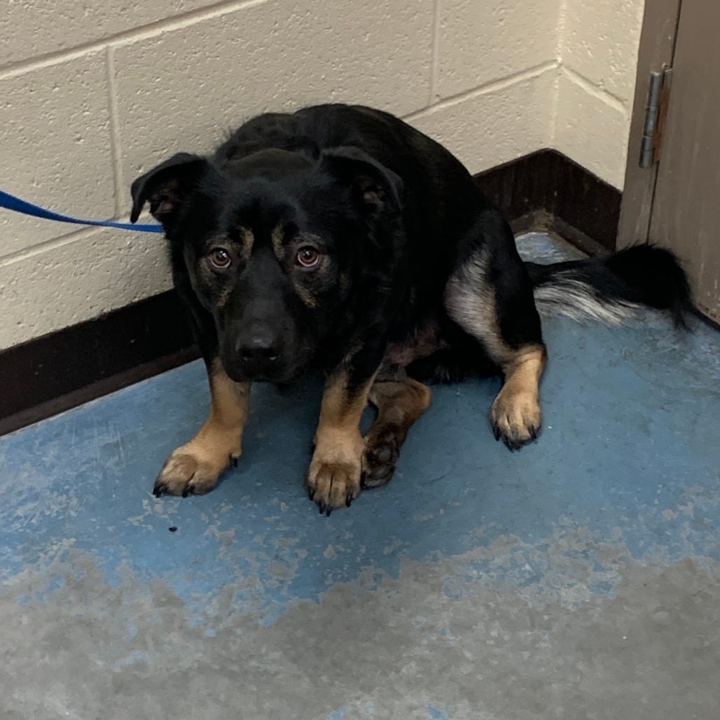 Photo of Grizz, adoptable Mixed Breed (Medium)