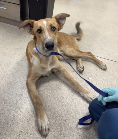 Photo of Marcus, adoptable German Shepherd Dog in Riverside, California