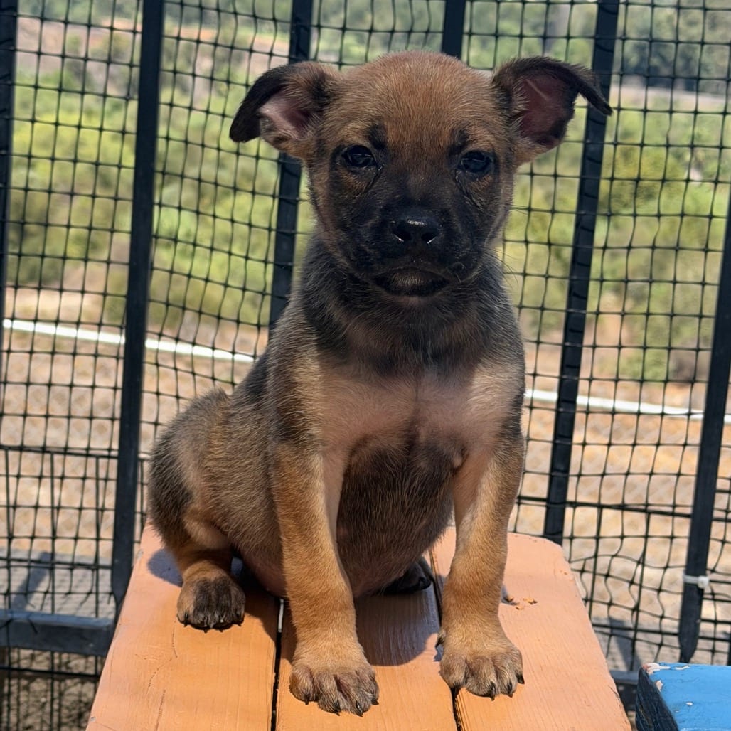 Photo of Bo-Katan, adoptable Terrier, Pit Bull / Mixed Breed (Small) in Riverside, California