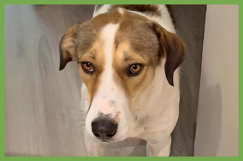 Photo of Jimmy, adoptable Hound in Amherst, Massachusetts