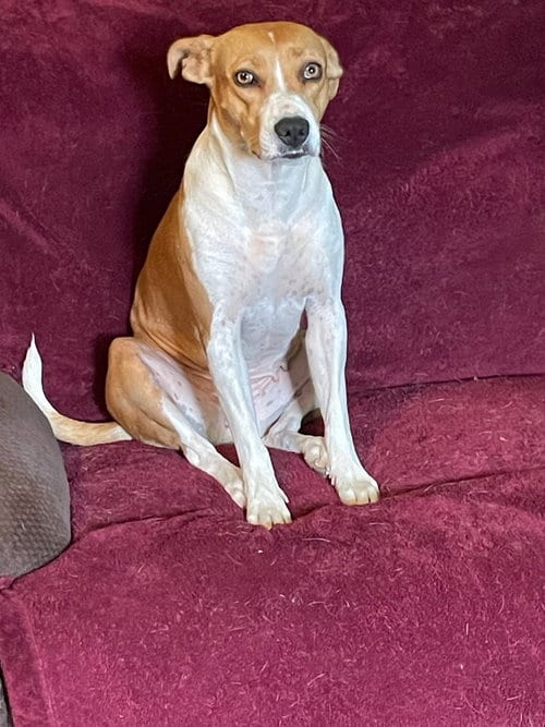 Photo of Bella, adoptable Boxer in Cherry Valley, California