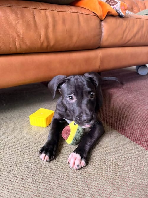 Photo of Hocus, adoptable Labrador Retriever in Berlin, New Jersey