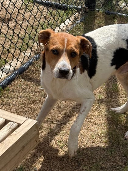 Photo of Deckner, adoptable dog in Atlanta, Georgia