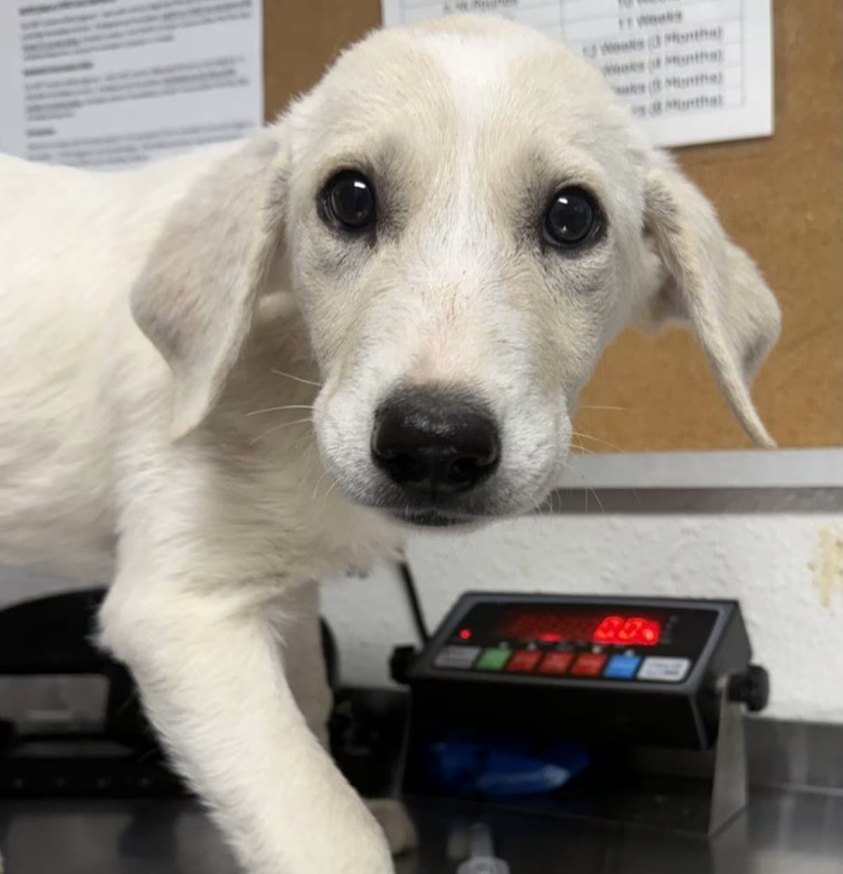 Photo of Paint, adoptable Great Pyrenees in Aurora, Colorado