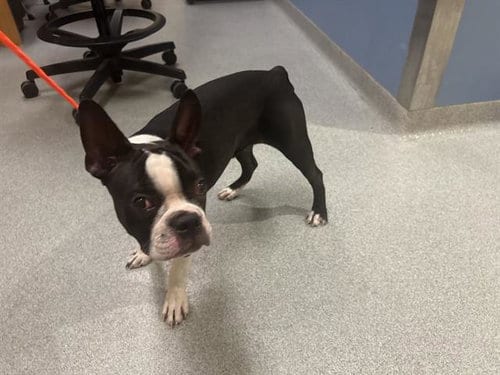Photo of Rory, adoptable Boston Terrier in Orange, California