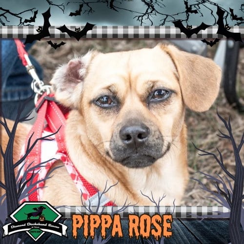 Photo of Pippa Rose, adoptable Dachshund in San Antonio, Texas