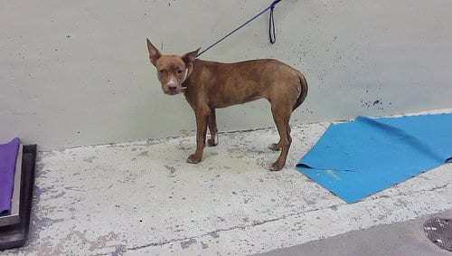 Photo of Wilma, adoptable Staffordshire Bull Terrier in Houston, Texas