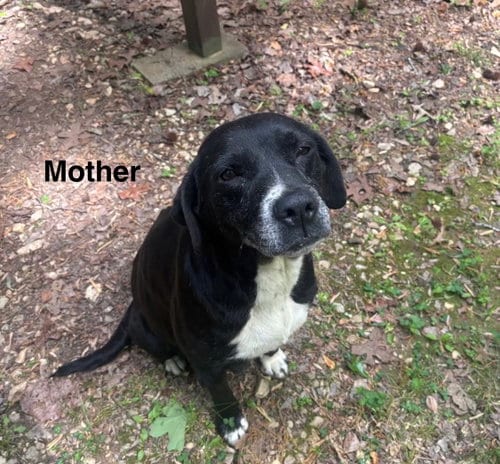 Photo of Mudder, adoptable Labrador Retriever in Royal Palm Beach, Florida