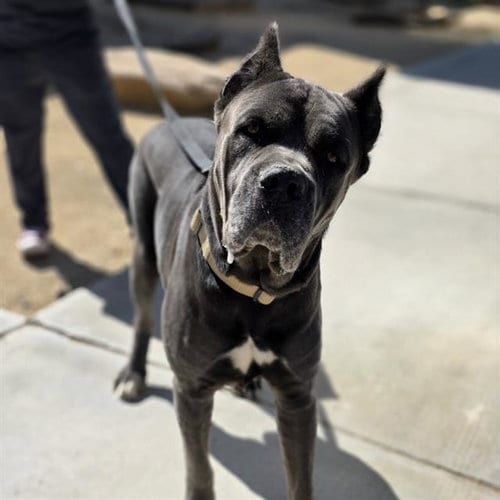 Photo of Kal-El, adoptable Cane Corso Mastiff in Las Vegas, Nevada