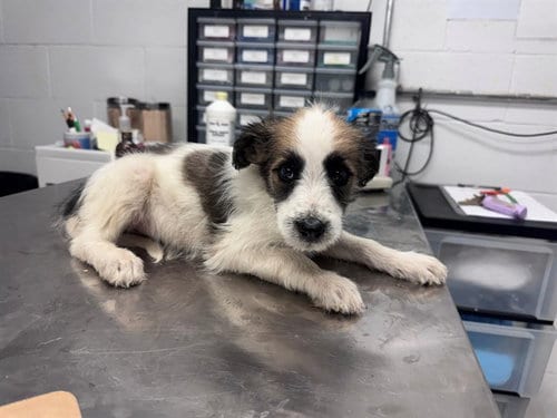Photo of Chucky, adoptable Australian Cattle Dog/Blue Heeler in San Andreas, California