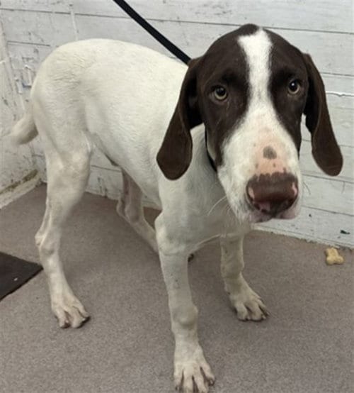 Photo of Flapjack, adoptable Pointer in San Bernardino, California