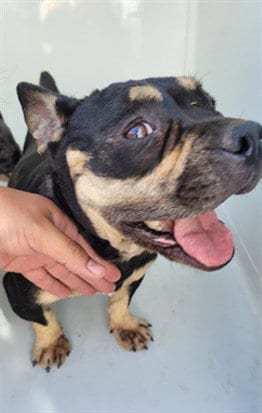 Photo of Louise, adoptable French Bulldog in San Pedro, California