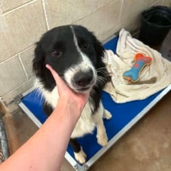 Photo of Rock, adoptable Border Collie Mixed Breed (Medium) in Stephenville, Texas