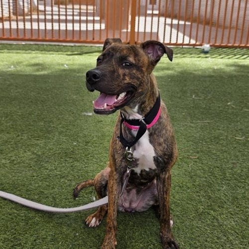 Photo of Mona Stangley, adoptable Pit Bull Terrier in Las Vegas, Nevada