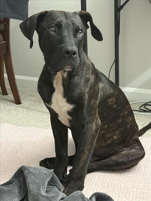Photo of Bobo, adoptable Mastiff in Chapel Hill, North Carolina