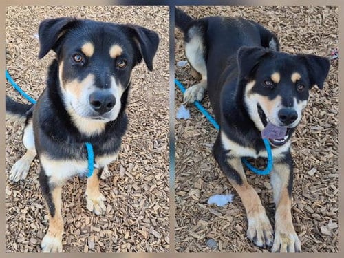 Photo of Toby, adoptable German Shepherd Dog in Albuquerque, New Mexico
