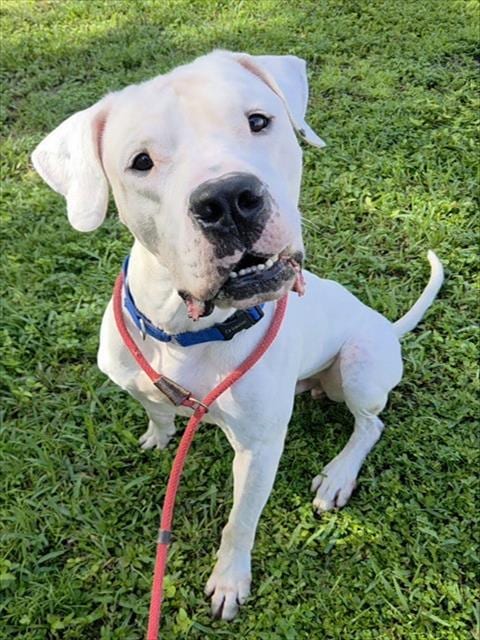Photo of Tim, adoptable Dogo Argentino in Fort Lauderdale, Florida
