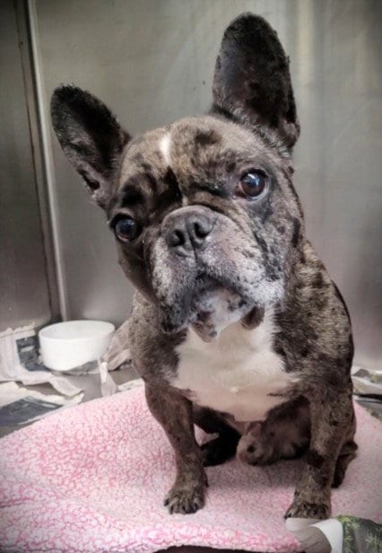 Photo of Buff, adoptable French Bulldog in Los Angeles, California