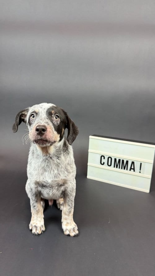 Photo of Comma, adoptable Shepherd in Phoenix, Arizona