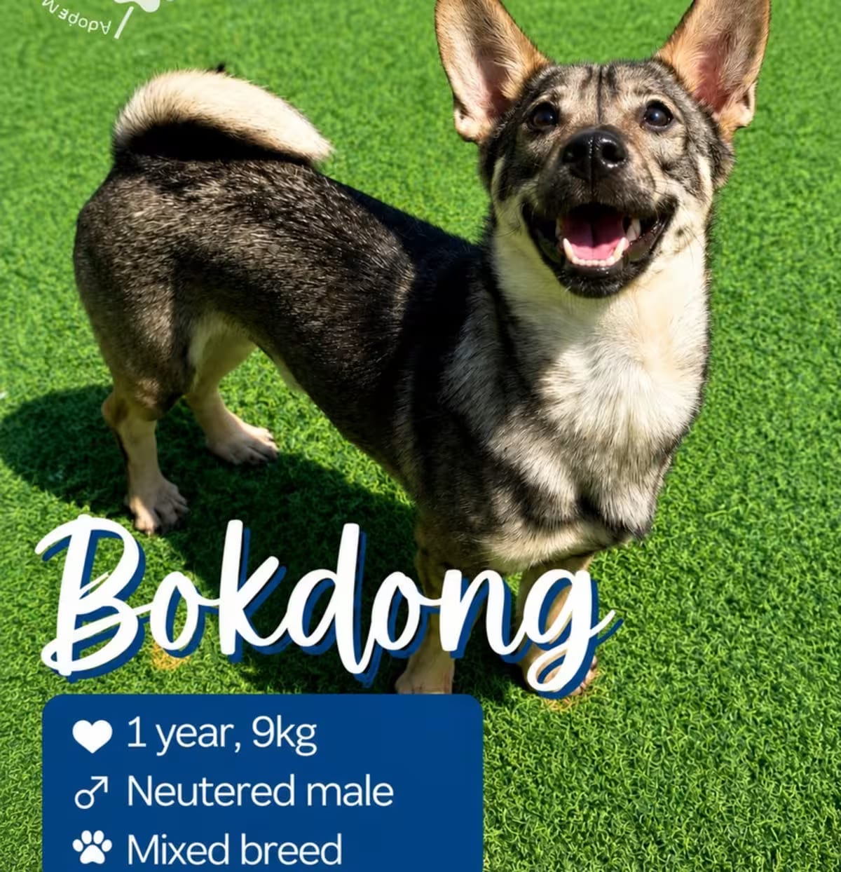 Photo of Bokdong, adoptable Corgi/Jindo in Los Angeles, California