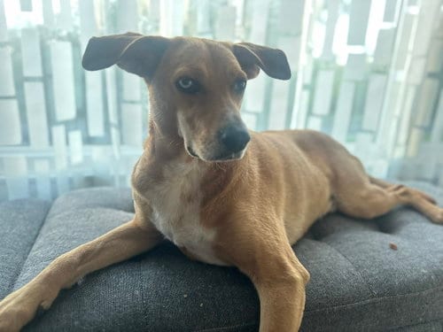 Photo of Moses, adoptable Labrador Retriever in Brooklyn Center, Minnesota
