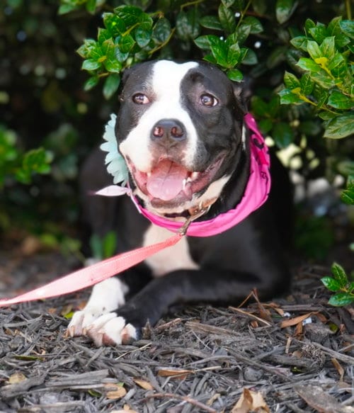 Photo of Maxie, adoptable Boxer in Holly Springs, North Carolina