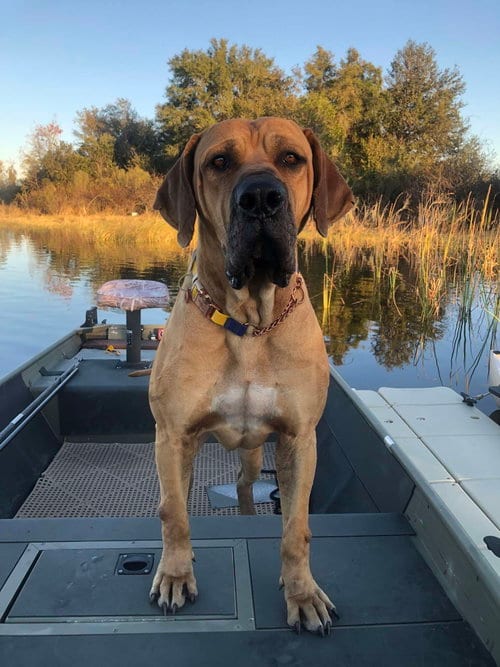 Photo of Jax, adoptable Fila Brasileiro in Jasper, Alabama