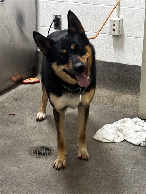 Photo of Roger, adoptable German Shepherd Dog in Forestville, Maryland