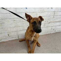 Photo of Athena, adoptable German Shepherd Dog in San Bernardino, California