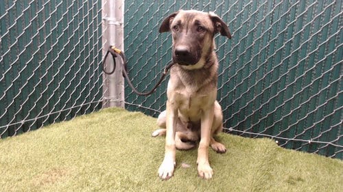 Photo of Herman, adoptable German Shepherd Dog in Downey, California