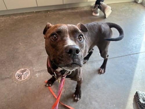 Photo of Potter, adoptable American Staffordshire Terrier in Tavares, Florida