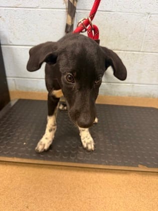 Photo of Okawee, adoptable dog in Chamblee, Georgia