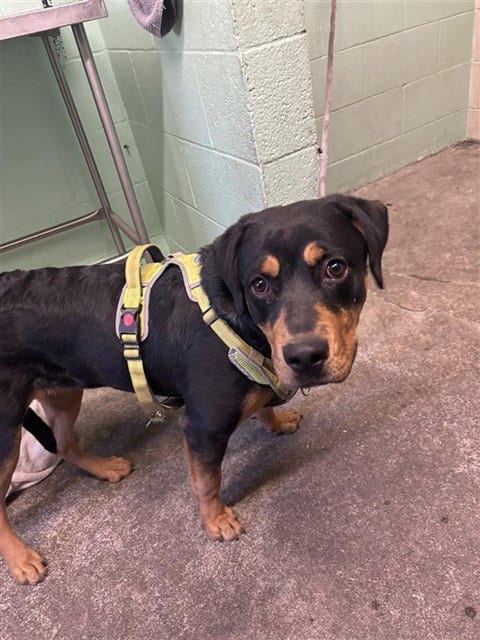 Photo of A744049, adoptable Rottweiler in Sacramento, California